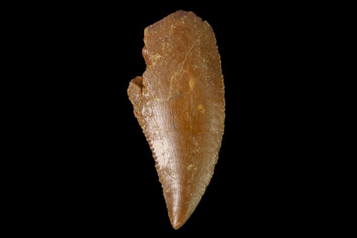 Serrated, Raptor Tooth - Real Dinosaur Tooth #137181